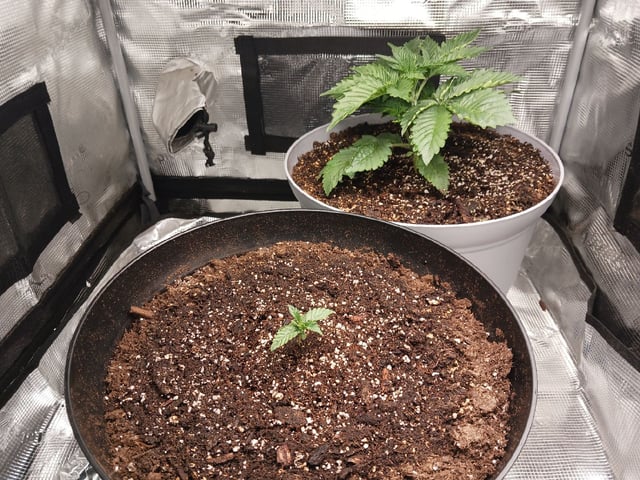 Gorilla Sherbert Feminized From Blimburn Seeds  — vegetative, day 19