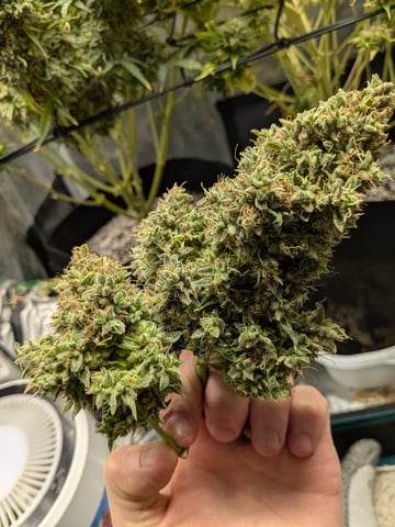 first grow — flower, day 96