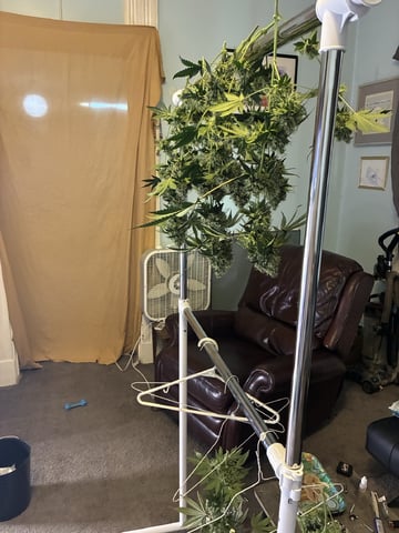Natti Runtz — harvest, day 96