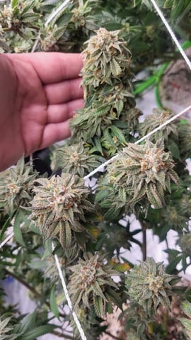 1st grow indoors(cardboard box to 2x2x4 to 5x5x6) — flower, day 139