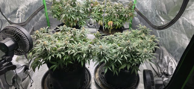 SBJ Clones — flower, day 108