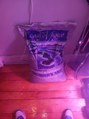 CountryG  — germination, day 1