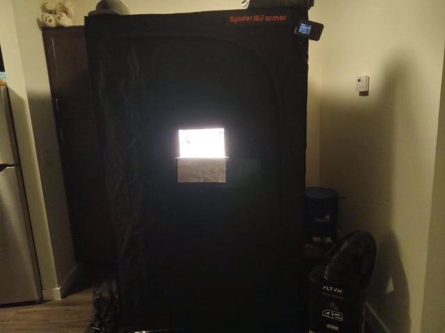 5 Autos — grow_setup, day 21