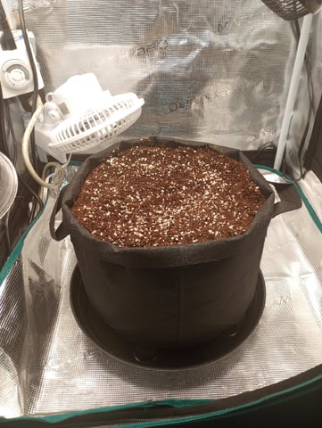 Pineapple Trainwreck  — germination, day 1