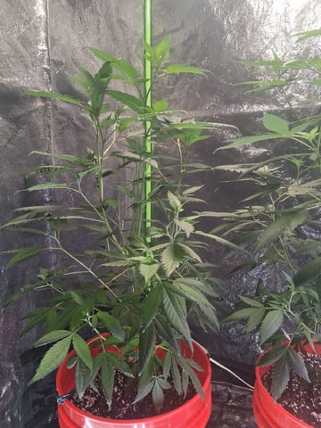 S&D  First Grow — vegetative, day 36