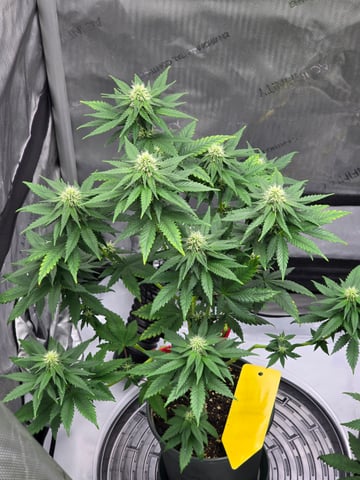 Homegrown - 🍒 🥧 & GSC Auto, 🚀 Seeds 🍌 Buttercups  — flower, day 56
