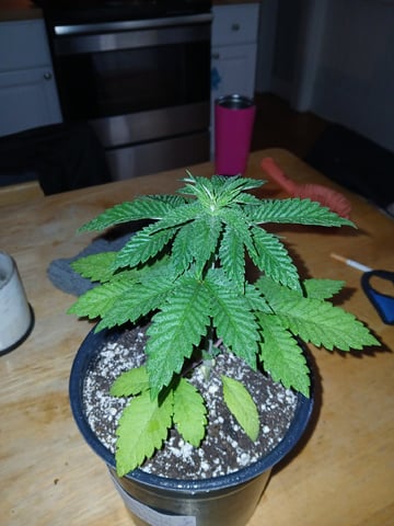 CountryG  — seedling_rooting, day 32
