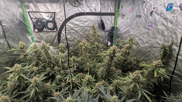 Strawberry Cheesecake Seedsman Seeds Autoflowers x2 — flower, day 84