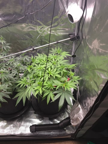 Dirty Bird - Thousand Island Fem & Platinum Kush Breath Remix x Grape Cakehead Fem Photo  — flower, day 57