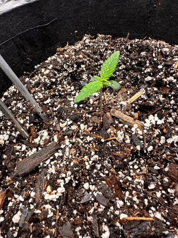 Gorilla Cookies — 1st Grow — seedling_rooting, day 10