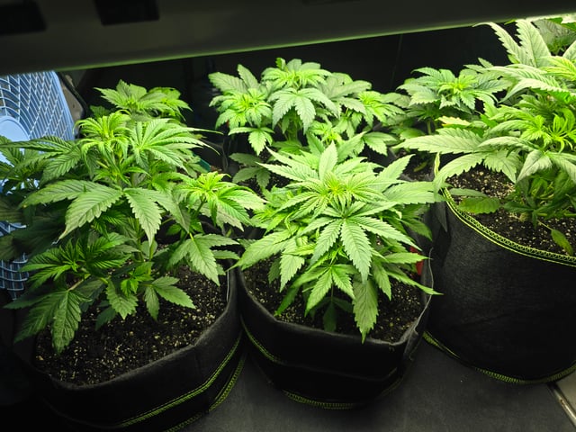 2nd Autoflower Indoor Grow — vegetative, day 30