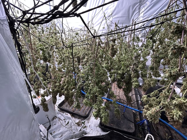 zunami s1 grounded genetics 