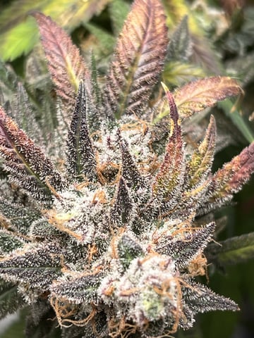 Fruity Pebbles  — flower, day 112
