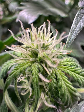 first grow — vegetative, day 56