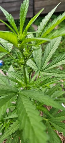 girl scout cookies (auto) — flower, day 43