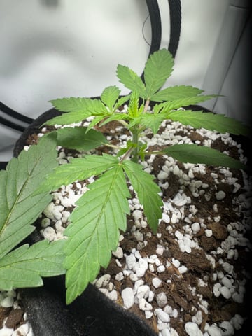 2x Blue Cheese Auto - RQS — vegetative, day 2
