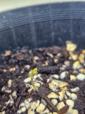 Bruce Banner — seedling_rooting, day 8