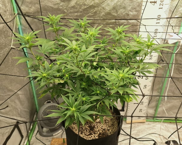 Blackberry Kush — flower, day 74