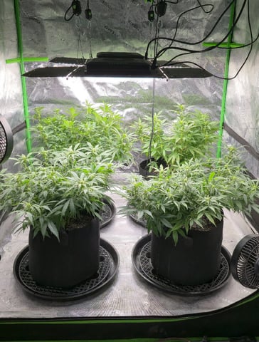 SBJ Clones — flower, day 77
