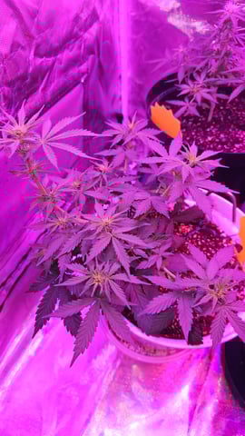 first grow adventure  — vegetative, day 38