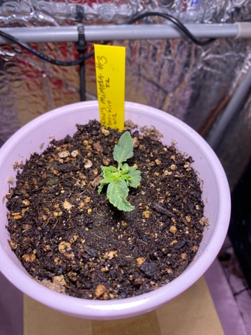 Widows Mimosa(auto) F2 progeny — seedling_rooting, day 19