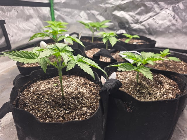 Hazy Daze — vegetative, day 13