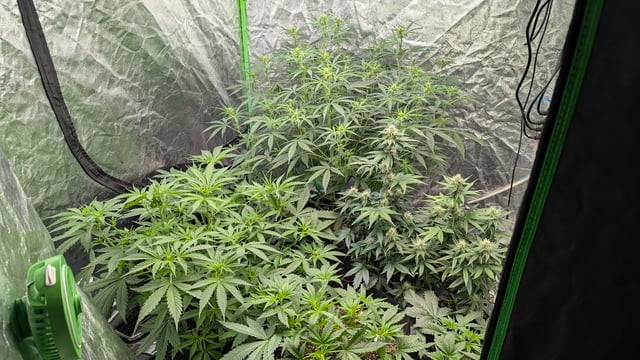 Strawberry Cheesecake Seedsman Seeds Autoflowers x2 — flower, day 44