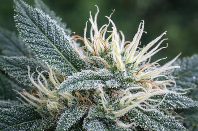 fuzzy skunk — auto, day 2