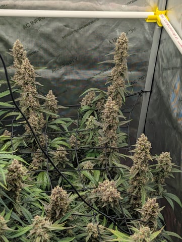 Grow #4 — flower, day 72