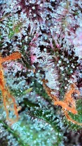 FastBuds-Auto Mix Pack-Quad Mystery — flower, day 67