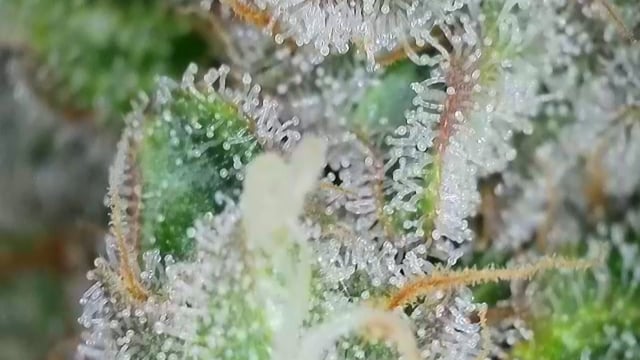 fruity pebbles, cap junky — flower, day 114