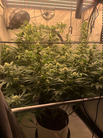 The little plant that could! — flower, day 70