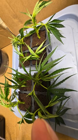 2nd Generation Clones — seedling_rooting, day 2