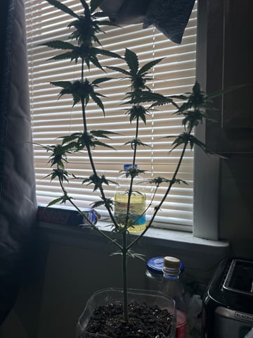 PeanutButter Cookies