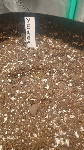 Yerba Buena — seedling_rooting, day 3