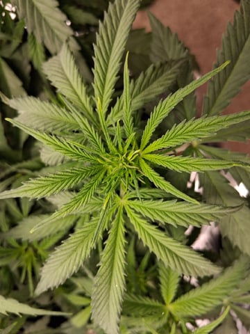 Seedman mix auto & seedman mix auto & GodFather OG — grow_setup, day 50