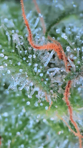 Starfighter/Ohio Guptilla Hybrid — flower, day 37