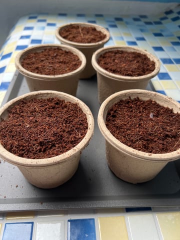 Lemon Power Haze — germination, day 1