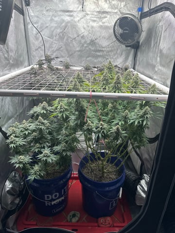 Grow#2 — flower, day 82