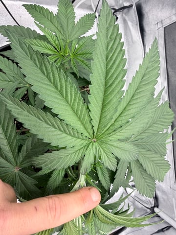Blue Dream Grow — vegetative, day 12