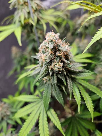 BLACKCHERRY SHERB — flower, day 82