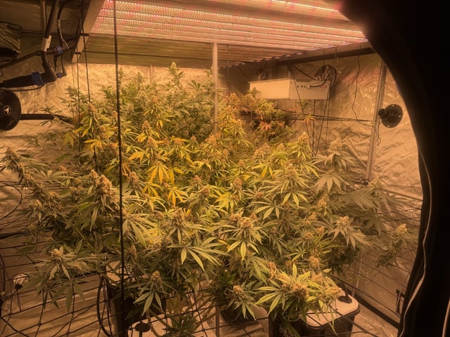 Start over! — flower, day 101