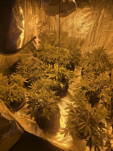 3rd Auto Grow — flower, day 57