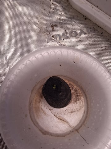 Early Skunk — grow_setup, day 1