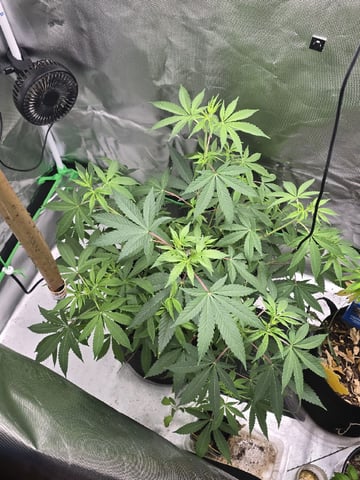 new start — flower, day 103