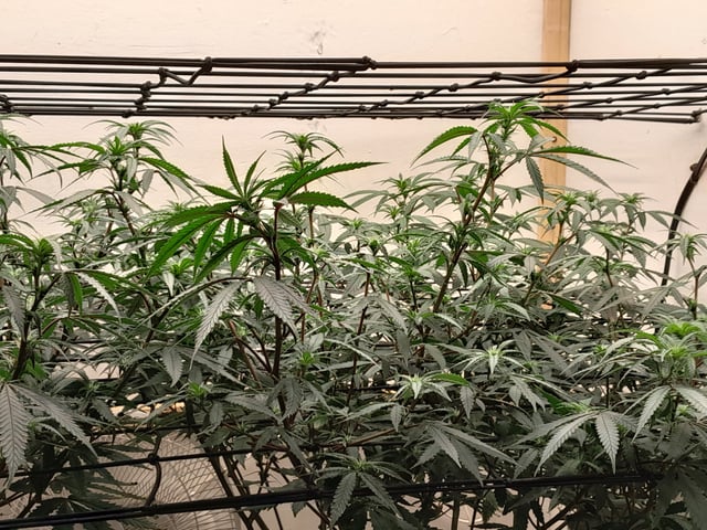 Round 2 — flower, day 28