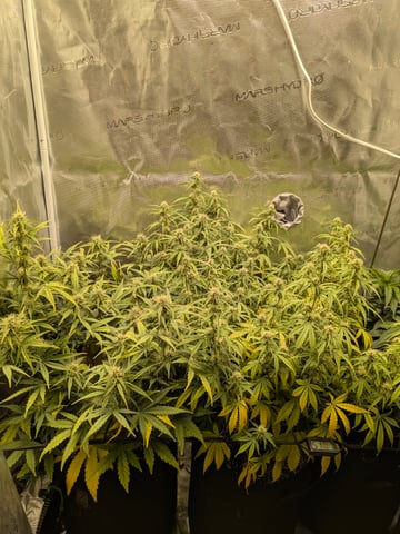 first grow — flower, day 48