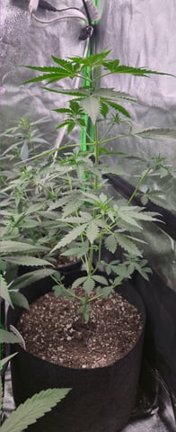DeathStar, Grease Monkey, Goat Latto, Northern Lights — vegetative, day 57