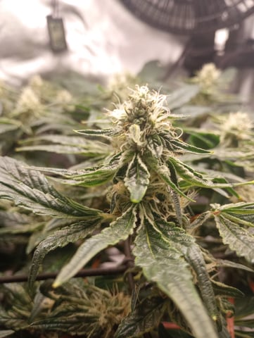 Wizard Punch first grow  — flower, day 89