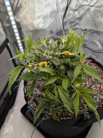 C99 CloneWars! — vegetative, day 10